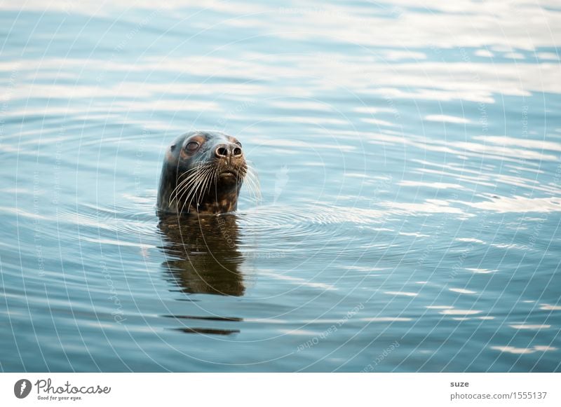 What? Ocean Waves Environment Nature Animal Water Wild animal Animal face 1 Swimming & Bathing Observe Authentic Funny Curiosity Cute Blue Attentive