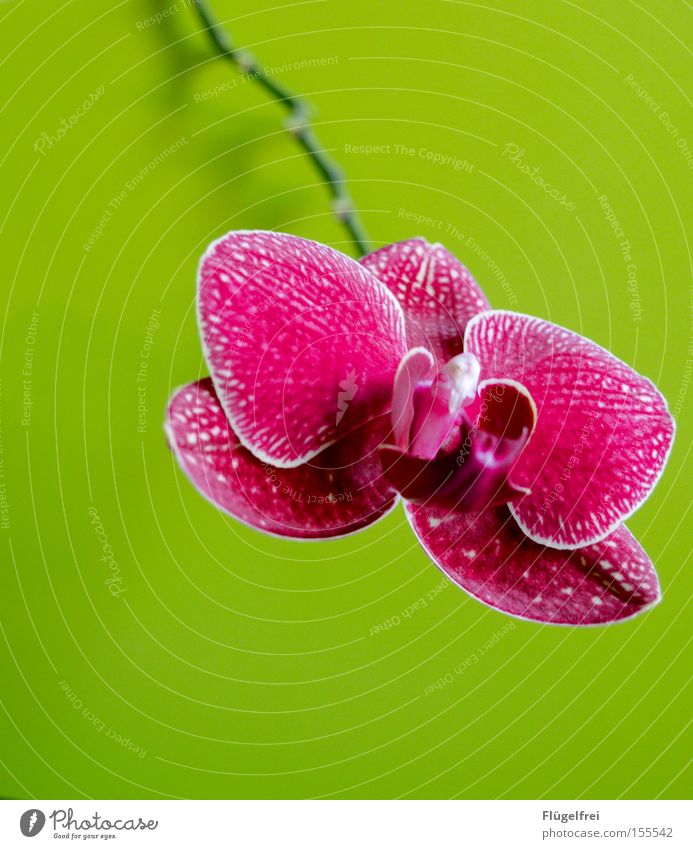 Rich in contrast Exotic Environment Nature Plant Flower Orchid Blossom Growth Green Pink Stalk Multicoloured Contrast