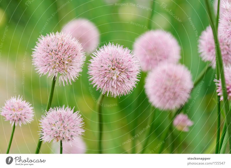 Chives Vegetable Club moss Blossoming chive Flower Food Herbs and spices herbaceous Onion perennal Plant schoenoprasum