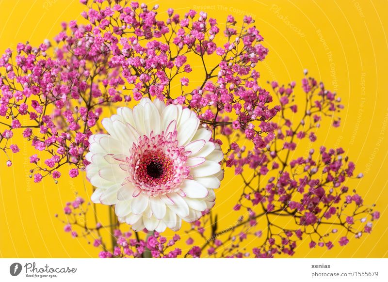 white gerbera with pink gypsophila against a yellow background Gerbera Baby's-breath Bouquet Valentine's Day Mother's Day Birthday Spring Summer Flower Blossom