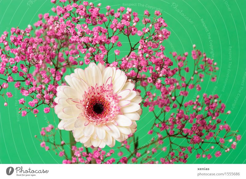 white gerbera with pink gypsophila against a green background Gerbera Spring Baby's-breath Summer Flower Blossom Green Pink White Decoration Bouquet rose veil