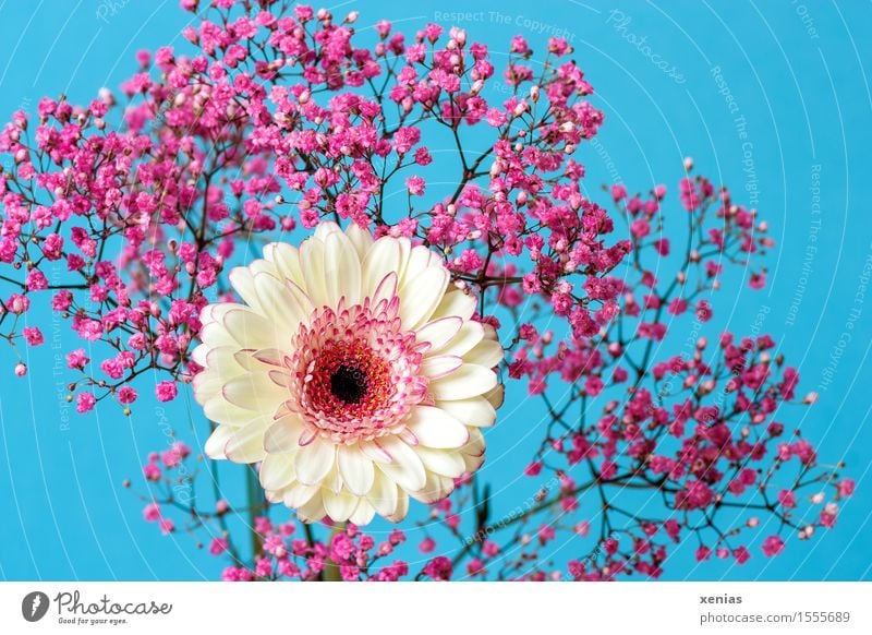 White gerbera with pink gypsophila against a light blue background Gerbera Baby's-breath Bouquet Birthday Spring Summer Flower Blossom Blue Pink Light blue