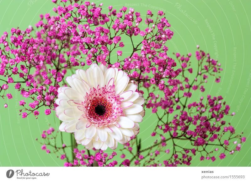 White Gerbera With Pink Gypsophila Against A Violet Background A Royalty Free Stock Photo From Photocase