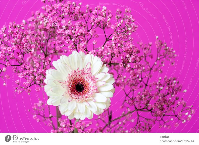 white gerbera with pink gypsophila against a pink background Gerbera Baby's-breath gypsum herb Bouquet Mother's Day Birthday Plant Spring Summer Flower Bushes