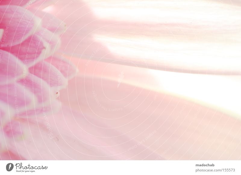 The purity of innocence Pink Colour Dye Blossom Structures and shapes Background picture Abstract Light Flower Plant Blur Smooth Soft Delicate Emotions