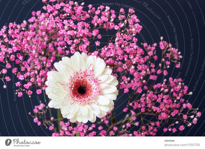 white gerbera with pink gypsophila against a black background Gerbera Baby's-breath Plant Spring Summer Flower Bushes Blossom Dark Pink Black White Grief