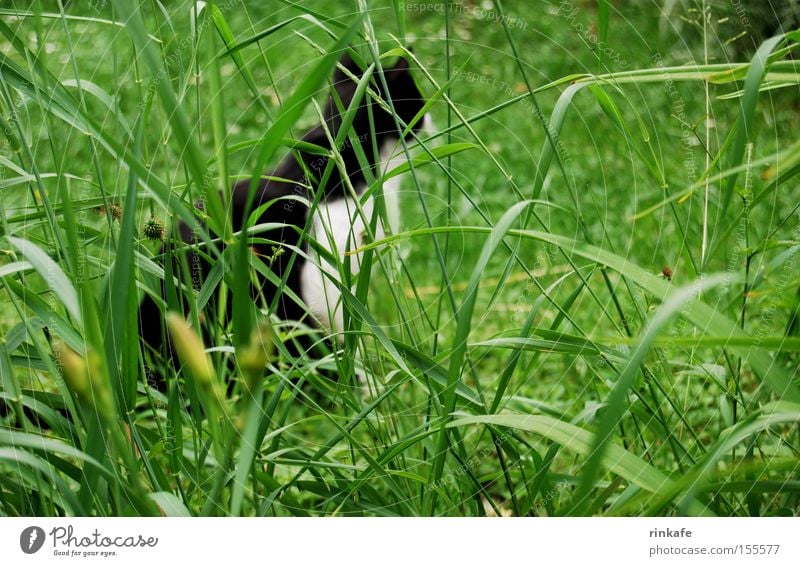 On the lookout Meadow Green Cat Tepid Hunting Grass Blade of grass Domestic cat Detail Mammal