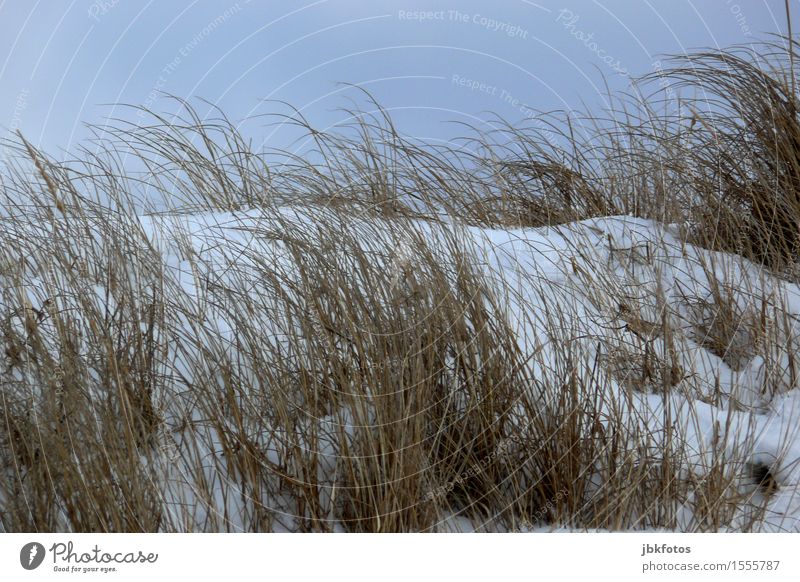 beach day Environment Nature Landscape Sand Sky Cloudless sky Sun Winter Beautiful weather Ice Frost Snow Plant Grass Bushes Coast Baltic Sea Cold marram grass