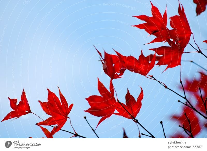 AUTUMN I Freedom Nature Plant Sky Autumn Tree Leaf To dry up Old Beautiful Blue Red Transience Branch Delicate Seasons Towering Colour photo Multicoloured