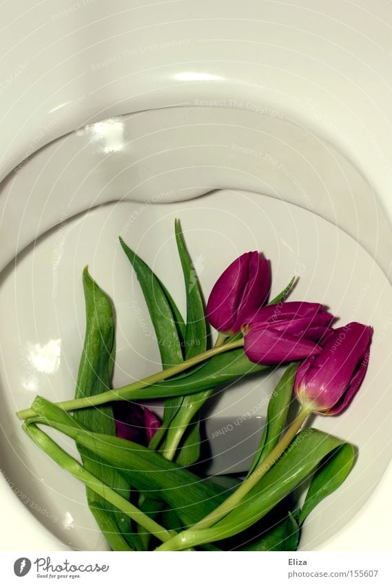 Purple tulips on the toilet in the toilet bowl flowers Toilet Tulip Verdant Nature Feces Fragrance spring White jettisoned Divide furious vegan Vegetarian diet