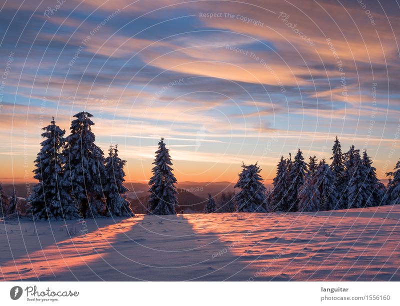 Split Sunset Winter Snow Winter vacation Mountain Nature Landscape Sky Clouds Sunrise Sunlight Tree Forest Peak Snowcapped peak Deserted Relaxation Beautiful