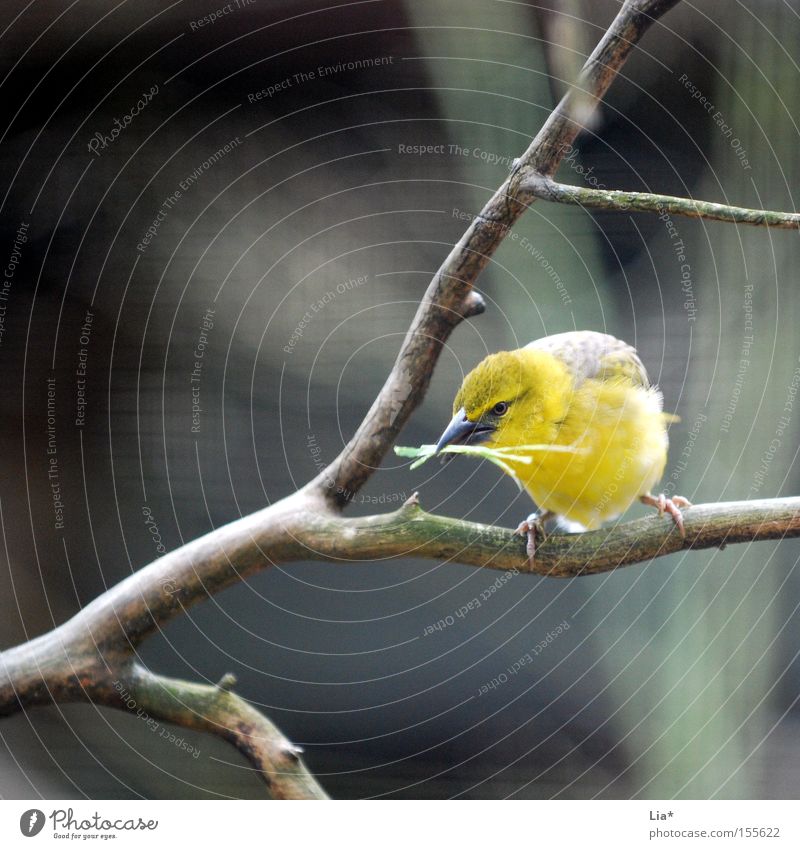 collector Aviation Bird Collection Yellow Branch Twig Square Nest-building Feather Beak Colour photo Exterior shot