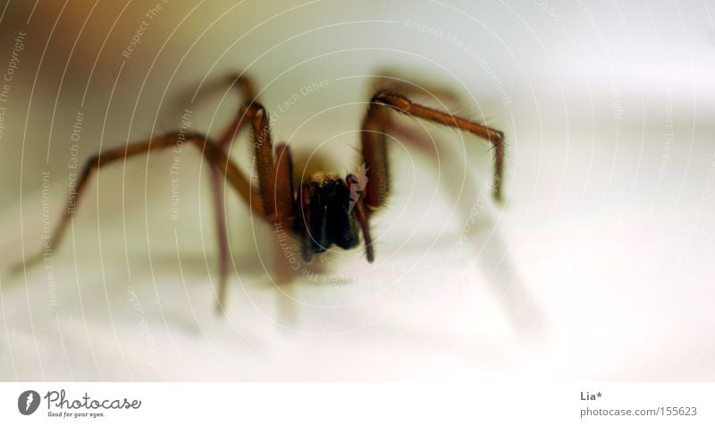 On the lookout Close-up Macro (Extreme close-up) Spider Crawl Disgust Hideous Fear Frightening Tepid Legs Whisker Hunter Nursery web spider Flee Panic