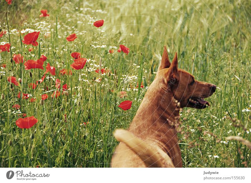 Summer dog. Dog Relaxation Green Orange Poppy Grass Vacation & Travel Joy Emotions Animal Flower Freedom Mammal Podenco