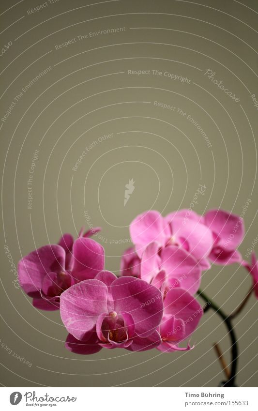 Pink Panther 2 Orchid Plant Gray Interior shot Flower Emotions Close-up