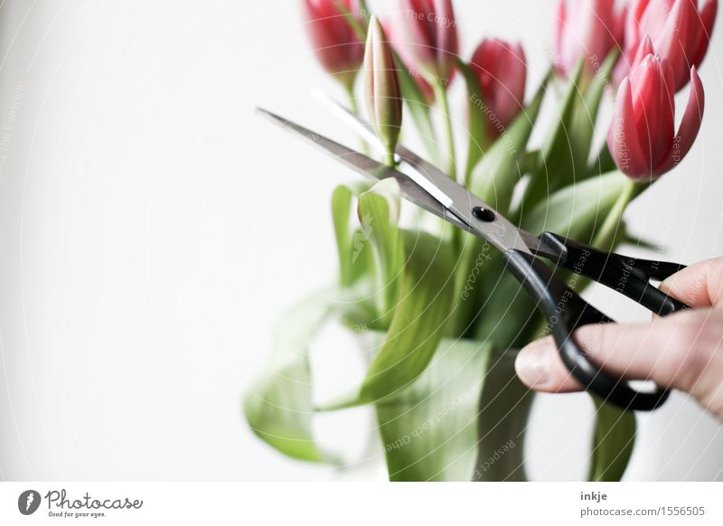 cut flower Lifestyle Style Hand Spring Flower Tulip Bouquet Scissors Blossoming Threat Beautiful Emotions Moody Survive Transience Cruel Cut off Colour photo