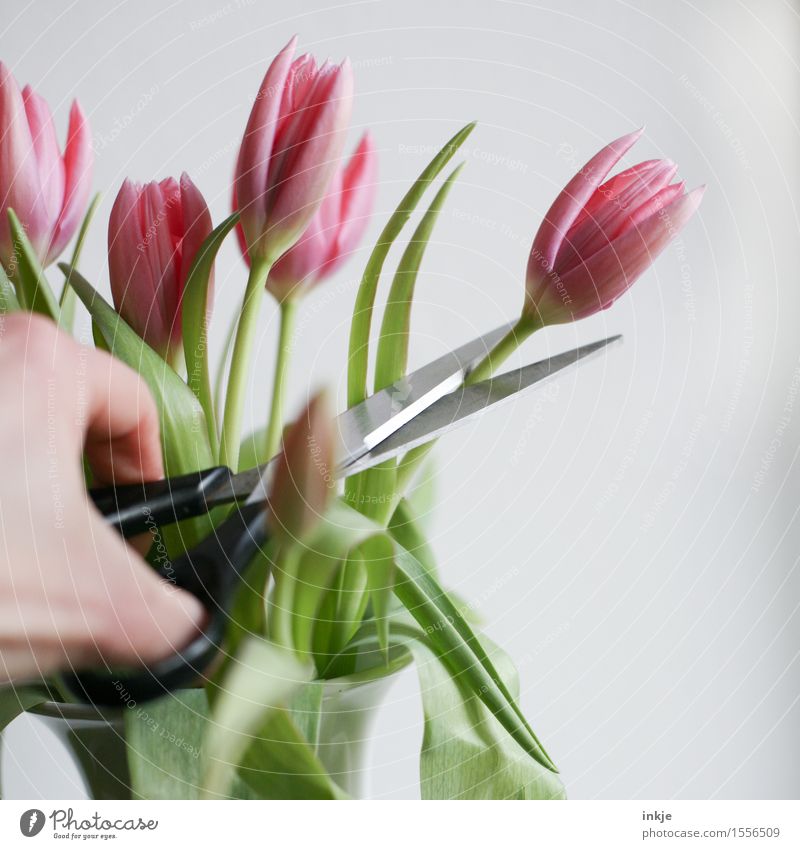 cut flowers Lifestyle Style Decoration Hand Spring Flower Tulip Bouquet Scissors Blossoming Pink Survive Transience Cut off Annihilate Colour photo