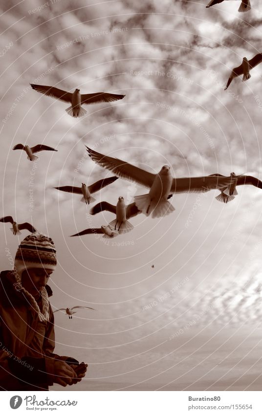 Attack of the seagulls Sky Free Winter Cold Seagull Human being Woman Gray Clouds Near Bird Snapshot