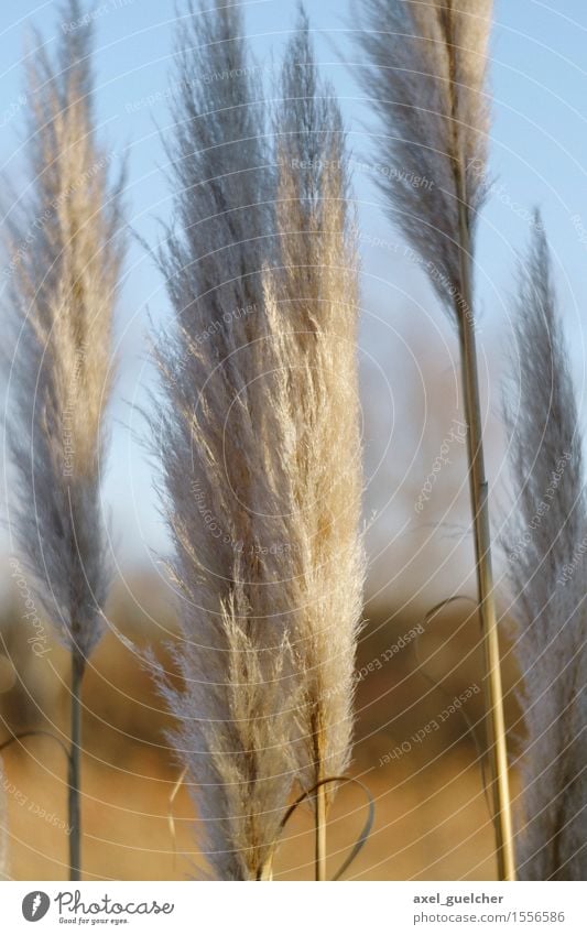 Soft Touch Nature Plant Winter Beautiful weather Grass Bog Marsh Pond Esthetic Gold White Common Reed Blur Colour photo Exterior shot Day Shallow depth of field