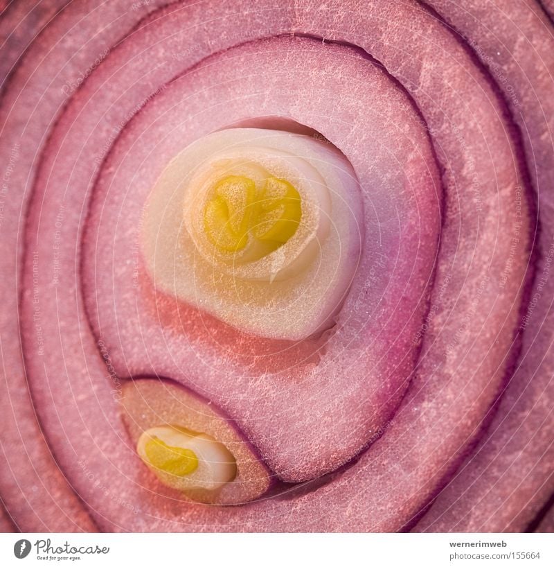onion, onion on the wall ... Circle Concentric Onion Food Nutrition Slice Kemang Germinate Vegetable Molt Cut Haircut cutting surface Onion ring