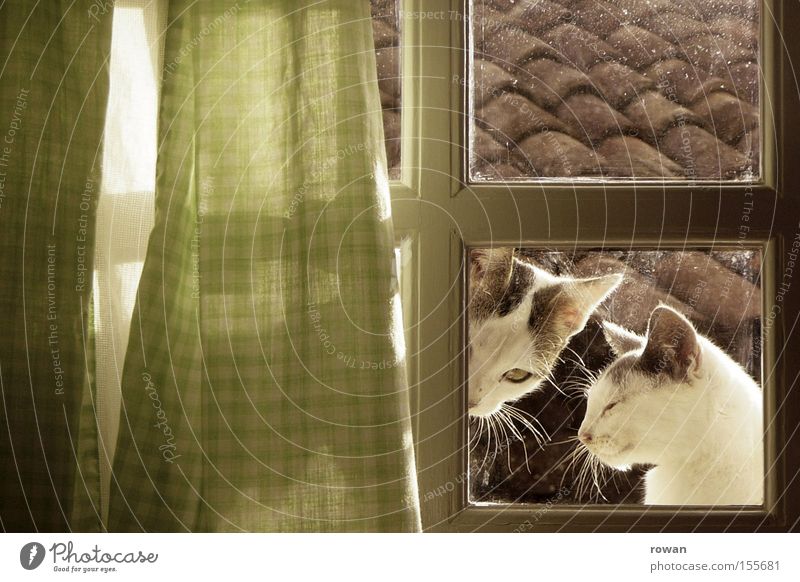 at the kitchen window Cat Kitten Window Drape Country life Farm Rural 2 Together Looking Mammal Double exposure Window seat View from a window Curiosity