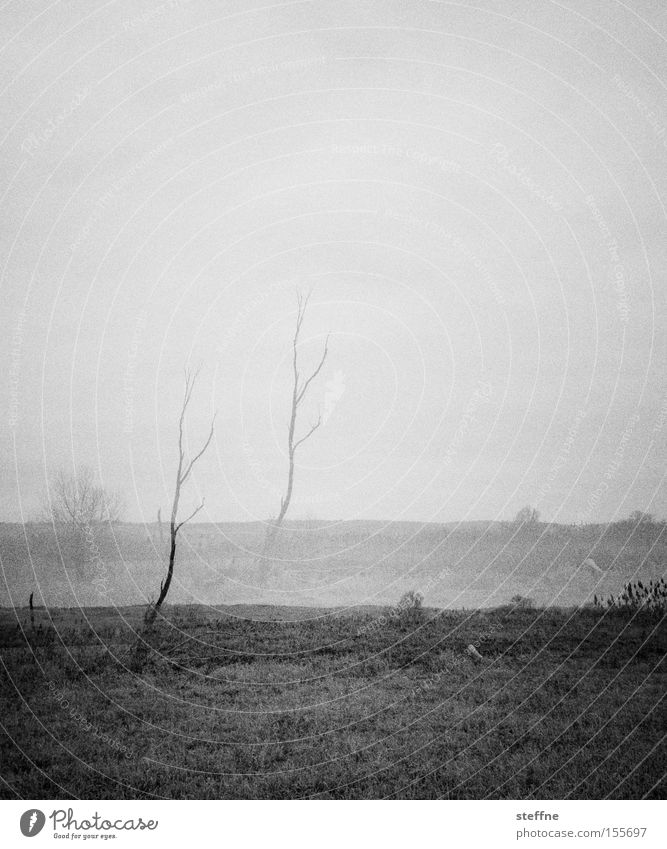 wasteland Badlands Polder Winter Double exposure Tree Swedish Blur
