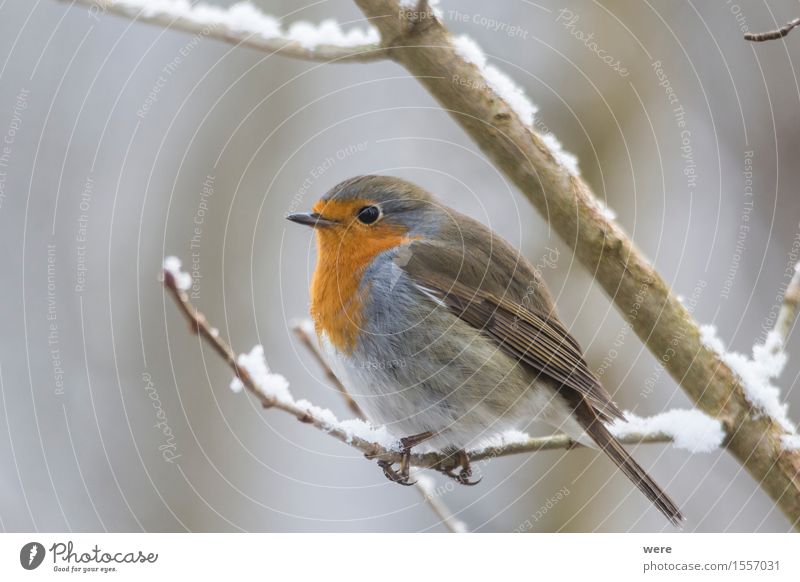 robin Nature Plant Animal Forest Bird Environmental protection Habitat erithacus feathers Flying Grand piano Robin redbreast songbird Animal protection animals