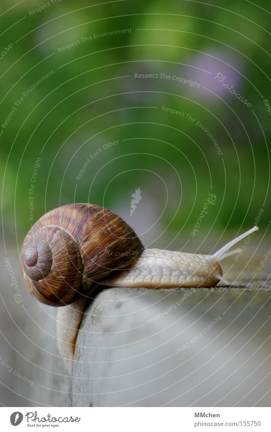 In the peace lies the strength Snail Snail shell Feeler Mucus Slimy Multicoloured Green Stone Stairs Stone steps Edge Slowly Summer without agitation