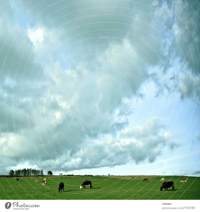 slow living Colour photo Exterior shot Copy Space top Day Sky Clouds Grass Meadow Cow To feed Dairy cow Ecological Country life Pasture Ireland Mammal Americas