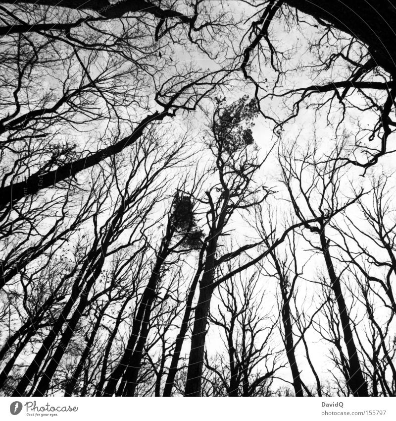 90° Forest Deciduous forest Tree trunk Branch Twig Skeleton Winter Leaf Sky Gloomy Wide angle Geometry Black & white photo Autumn orthochrome