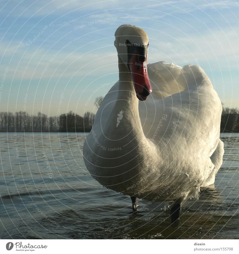 the bird is the word Swan Bird Water Lake Pond Waves Duck birds Beak Feather Wing Neck Clouds Evening sun Aggression Defensive Attack Antagonism Defender