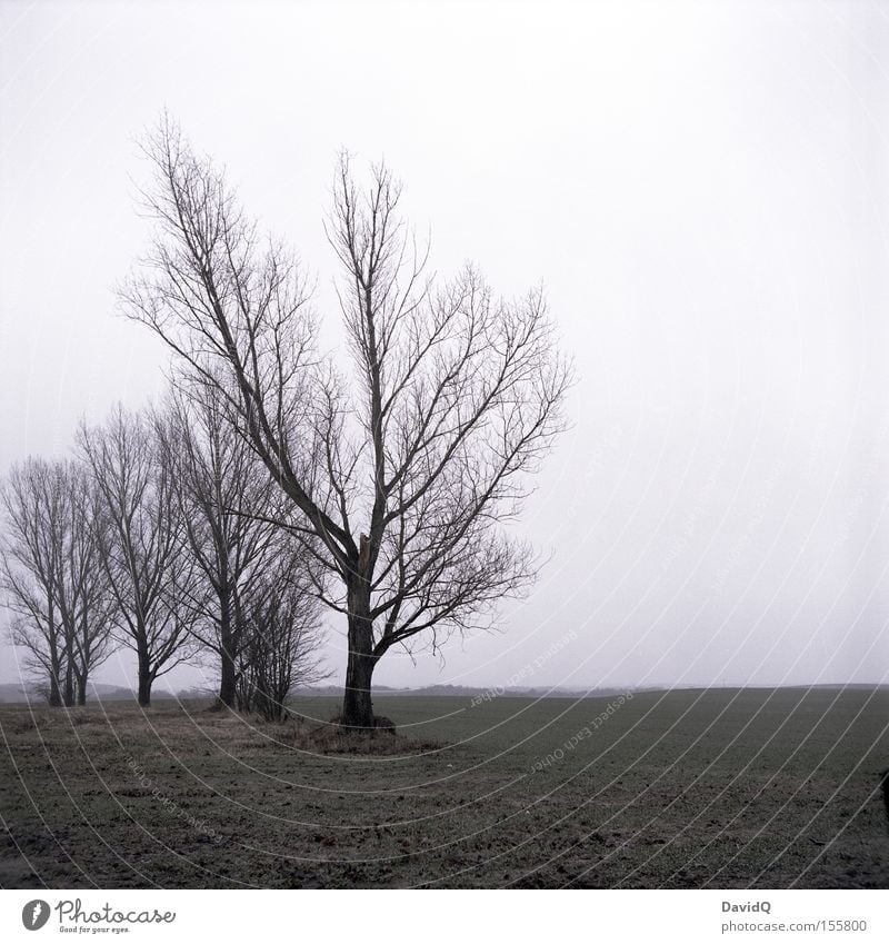 dreary Tree Pasture Meadow Winter December Gloomy Loneliness Cold Far-off places Fog Bad weather Transience yashica Sadness