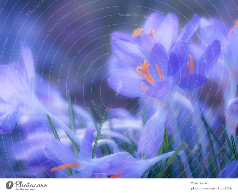 spring! Nature Spring Beautiful weather Plant Blossom Crocus Esthetic Happiness Natural Blue Orange Colour photo Multicoloured Exterior shot