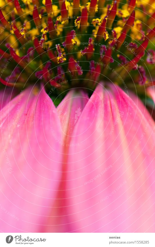 Macro photograph pink flower with yellow pollen Rudbeckia Echinacea purpurae Summer Autumn Flower Blossom Purple cone flower Brown Yellow Pink Red Detail