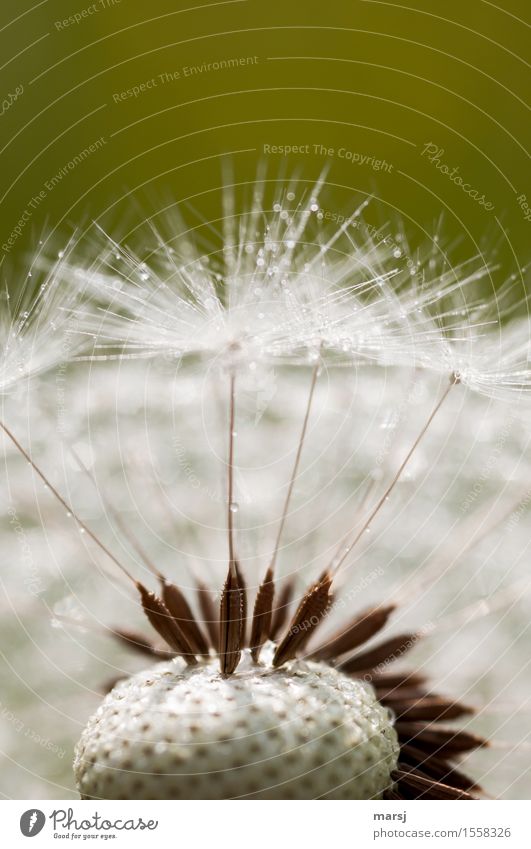 Natural darts game Nature Drops of water Flower Wild plant Seed plant Dandelion Thin Authentic Simple Point Propagation Colour photo Subdued colour
