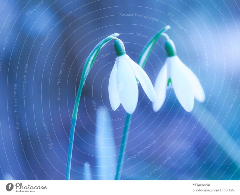 HELLO! Nature Plant Spring Beautiful weather Blossom Snowdrop Happiness Fresh Natural Blue Turquoise White Spring fever Colour photo Subdued colour