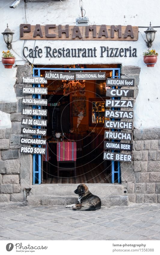 Pachamama Nutrition Italian Food pizzeria Tourism Cuzco Peru South America Restaurant Gastronomy Wall (barrier) Wall (building) Door Dog Entrance Front door