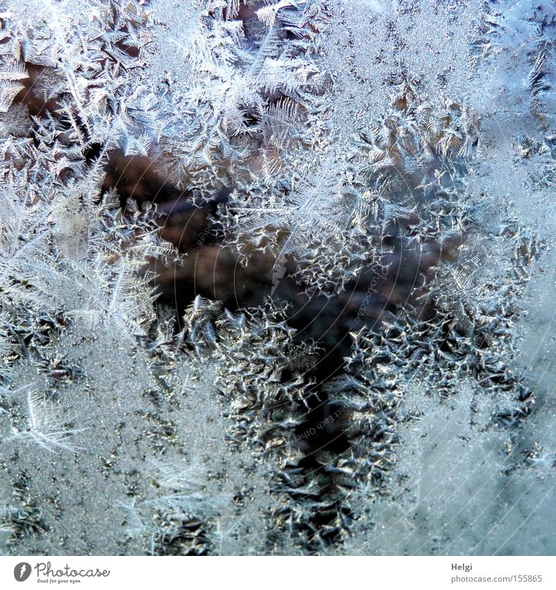 Close-ups of bizarre ice flowers on a glass pane Winter Ice Cold Frostwork Freeze Window pane January December Pattern Structures and shapes Transience