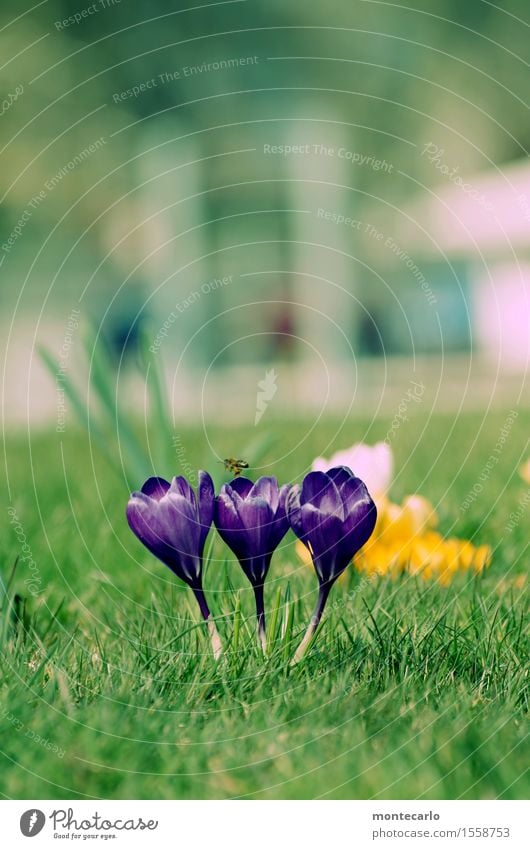 spring Environment Nature Plant Spring Climate Beautiful weather Flower Blossom Foliage plant Wild plant Crocus Meadow Wild animal Bee 1 Animal Fragrance Thin