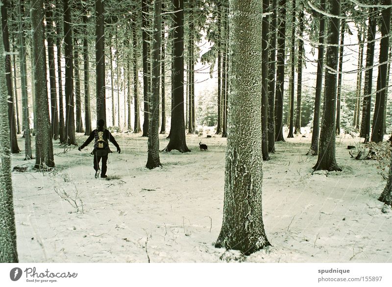 so quiet. Forest Tree Spruce Snow Hoar frost Ice Cold Winter Winter forest Hiking Branch Freeze Calm Peace Beautiful
