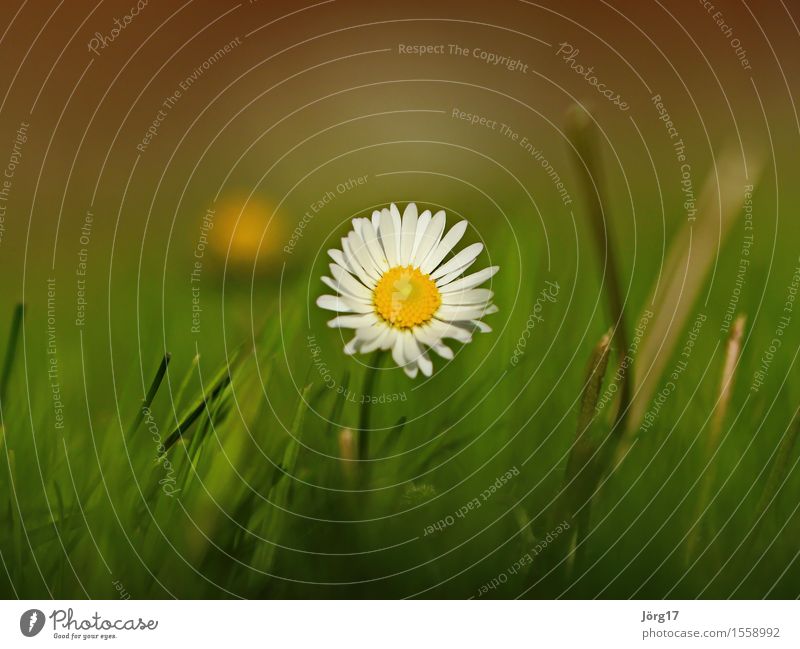 daisy Environment Nature Plant Spring Flower Blossom Wild plant Garden Meadow Colour photo Exterior shot Close-up Shallow depth of field