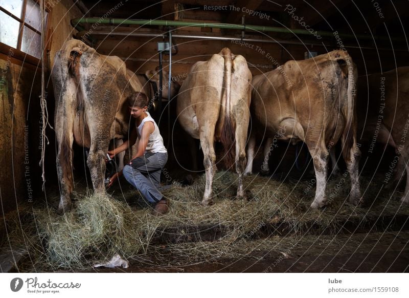 stable work Milk Work and employment Profession Workplace Agriculture Forestry Animal Farm animal Cow Farmer Barn Cowshed Mountain farmer milkers