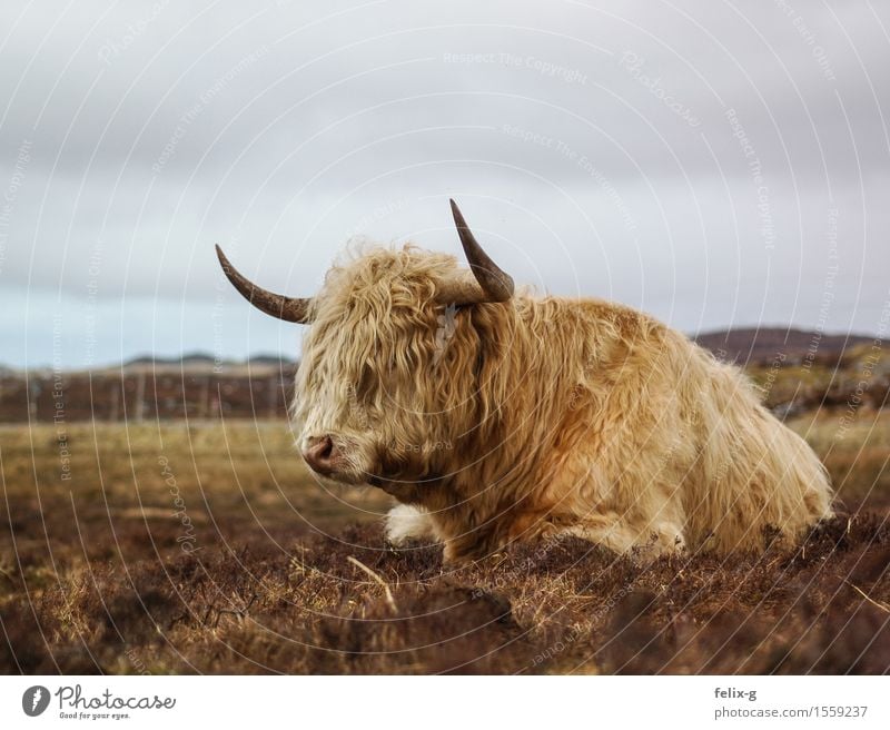 Muffled snorting Landscape Sky Clouds Grass Animal Farm animal Cow Pelt Bull Cattle Antlers 1 Lie Threat Strong Gloomy Wild Vice Loneliness Exhaustion Idyll