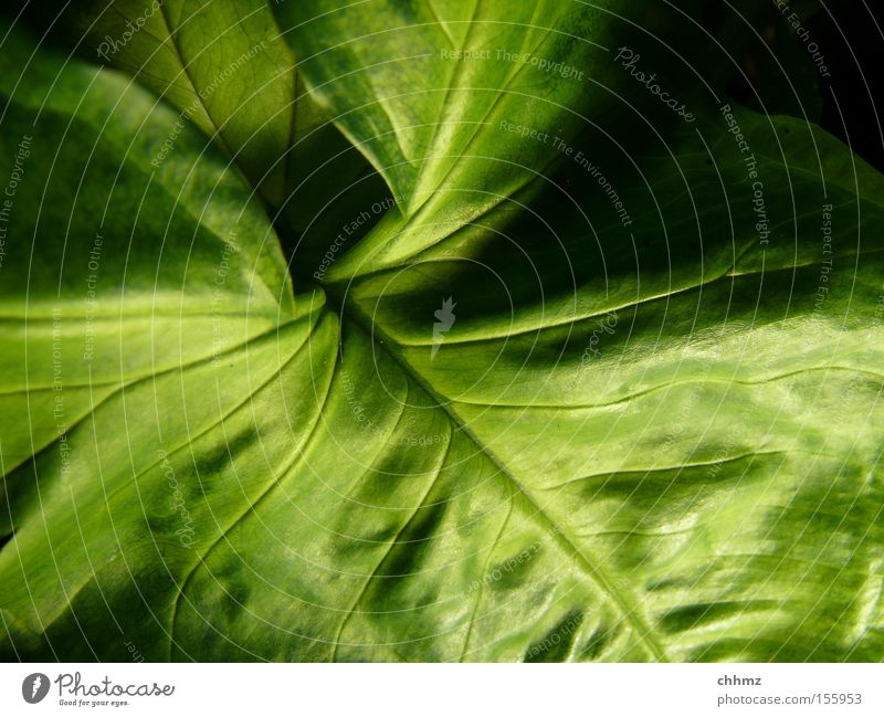 leaf Leaf Plant Botany Nature Vessel Shadow Undulating Green Park South America