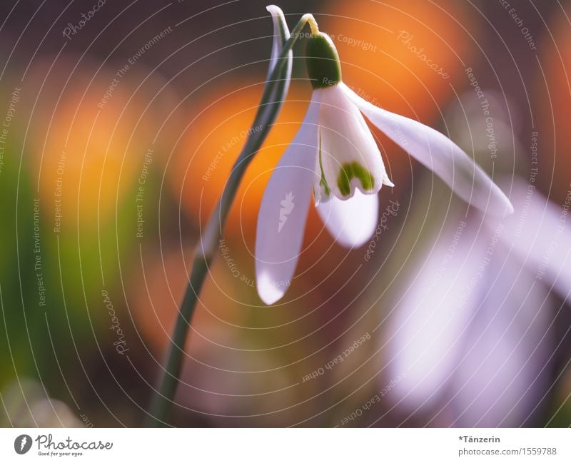 spring awakening Nature Plant Sunlight Spring Beautiful weather Flower Snowdrop Garden Esthetic Happiness Fresh Natural Yellow Green White Colour photo