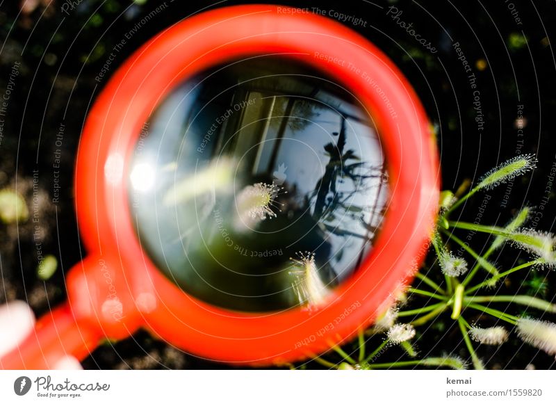 magnified view Nature Plant Foliage plant Exotic Carnivorous plants Magnifying glass Glass Glittering Round Green Red Enlarged Investigate Fine Delicate Drop
