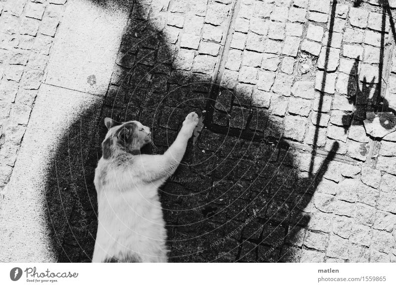 Kitty dreams in the shade Deserted Animal Pet Cat Animal face Paw 1 Sleep Dream Black White Relaxation Black & white photo Exterior shot Detail Copy Space left