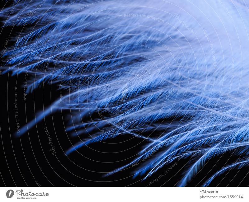 fluffy Wing Feather Esthetic Bright Beautiful Soft Blue Black White Colour photo Subdued colour Interior shot Macro (Extreme close-up) Structures and shapes