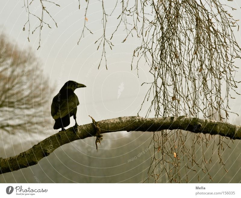 Edgar Environment Nature Plant Tree Animal Bird Crow 1 Crouch Sit Natural Gray Raven birds Branch Twig Branchage Colour photo Subdued colour Exterior shot Day
