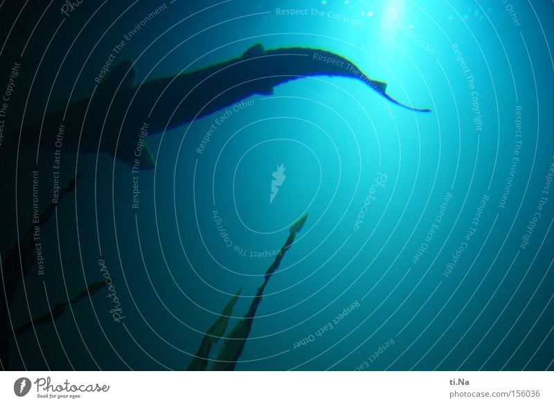 Prehistoric fish sturgeon Exhibition Water Fish Aquarium Blue Fin interfere Swimming & Bathing Light Shadow Silhouette Light (Natural Phenomenon)